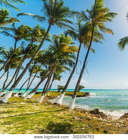 Palm Trees By The Sea In Le Gosier Shore In Guadeloupe, French West Indies. Lesser Antilles, Caribbe