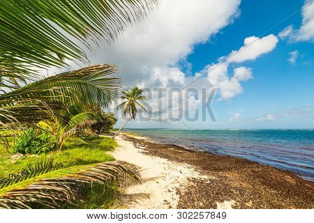 Autre Bord Beach In Guadeloupe, French West Indies. Lesser Antilles, Caribbean Sea