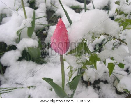 Snowtulip2