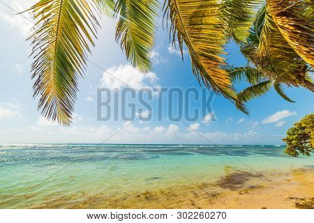 Palm Trees In Bois Jolan Beach In Guadeloupe, French West Indies. Lesser Antilles, Caribbean Sea