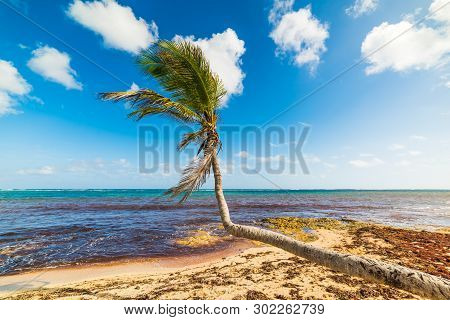 Palm In Autre Bord Beach In Guadeloupe, French West Indies. Lesser Antilles, Caribbean Sea