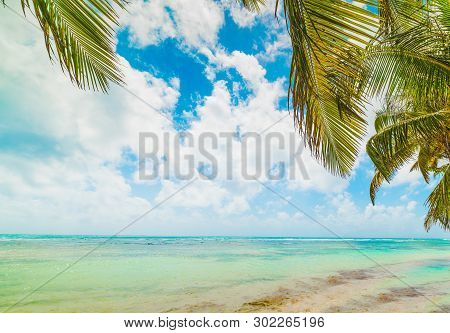 Palm Trees And Turquoise Sea In Guadeloupe, French West Indies. Lesser Antilles, Caribbean Sea