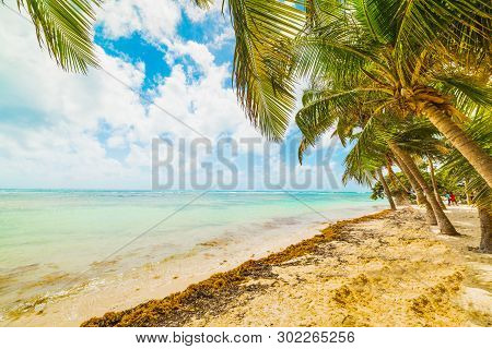 Palm Trees By The Sea In Bois Jolan Beach In Guadeloupe, French West Indies. Lesser Antilles, Caribb