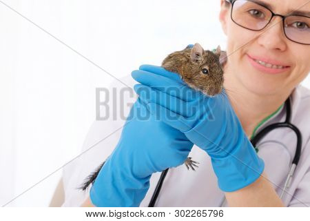 Veterinarian doctor holding her fluffy rodent patient, degu