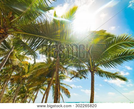 Sun Shining Over Coconut Palm Trees In Guadeloupe, French West Indies. Lesser Antilles, Caribbean Se