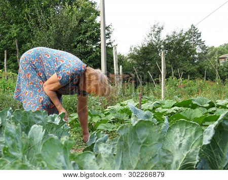 Old Woman Working In A Summer Garden, Growing Cabbage. Rural Scene, Concept Of Farmer, Gardening, Ve