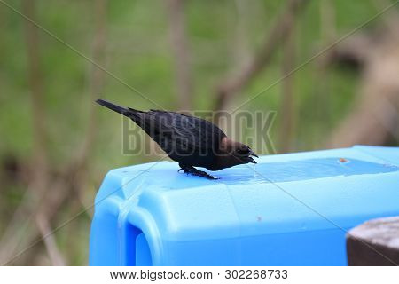 Brown Headed Cowbird Taking Early Morning Drink