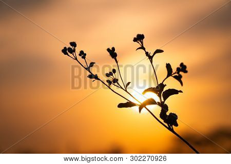 Ageratum Conyzoides Weed Flowers Close Up On Summer Sunset Beautiful Background With Copy Space