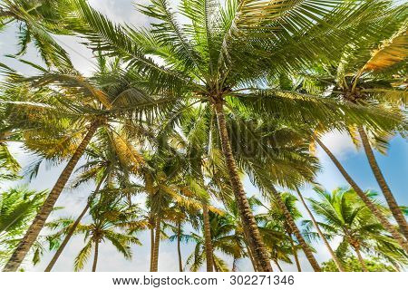Tall Palm Trees Under A Clear Sky In Guadeloupe, French West Indies. Lesser Antilles, Caribbean Sea