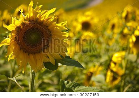 Sunflwers alanı
