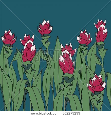 Vector Drawing Pink Turmeric Flowers On Blue Background