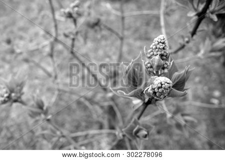 Young Lilac Close Up In Black And White. Natural Texture Asbackground.
