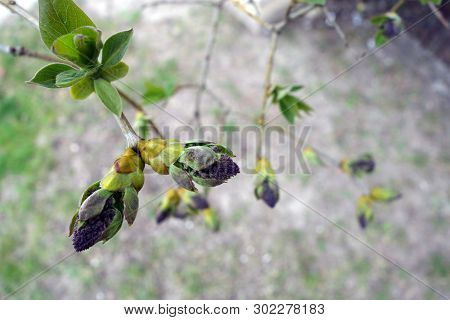 Young Lilac Close Up. Natural Texture Asbackground.