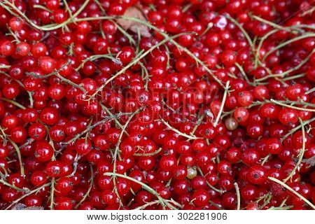 Close Up Heap Of Fresh Redcurrant Berries On Retail Display Of Farmers Market, Elevated High Angle V