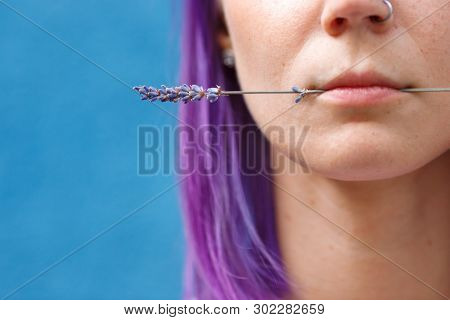 Close-up Of A Female Head, Dyed Purple Hair, Holding A Lavender Flower With Her Lips, Blue Backgroun