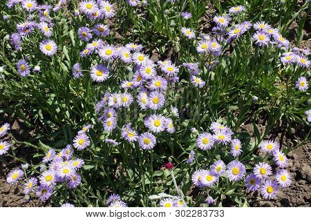 Light Violet Flowers Of Erigeron Speciosus In June