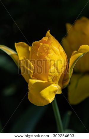 Bright Golden Yellow Tulip With Many Petals Bloom On A Spring Day