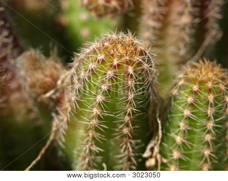 Echinocereus Engelmanni