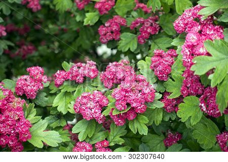 Blossoming Pink Hawthorn (crataegus Laevigata) Flowers. Nature Background