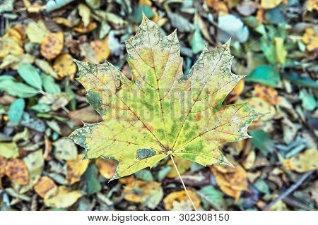 Close-up Of Maple Leaf On Autumn Forest In Poland