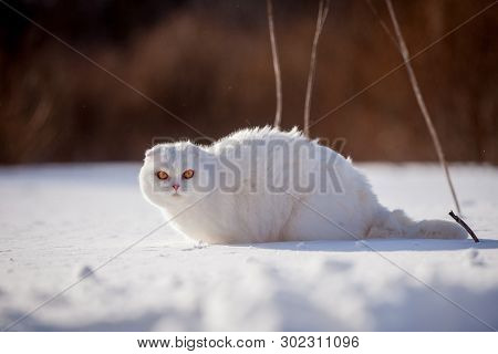 Scottish Fold Cat, Portrait In Winter Field