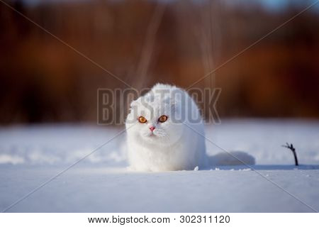 Scottish Fold Cat, Portrait In Winter Field