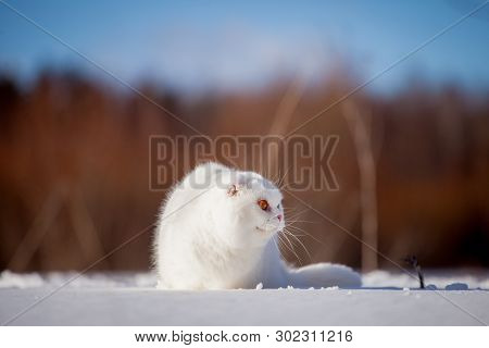 Scottish Fold Cat, Portrait In Winter Field