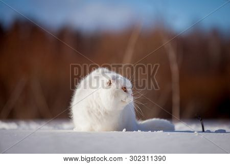 Scottish Fold Cat, Portrait In Winter Field