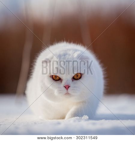 Scottish Fold Cat, Portrait In Winter Field