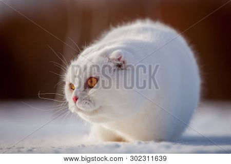 Scottish Fold Cat, Portrait In Winter Field
