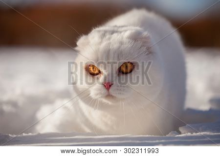 Scottish Fold Cat, Portrait In Winter Field