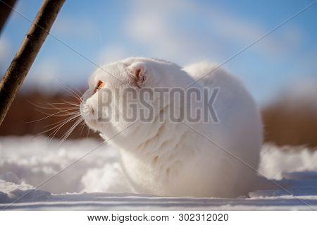 Scottish Fold Cat, Portrait In Winter Field