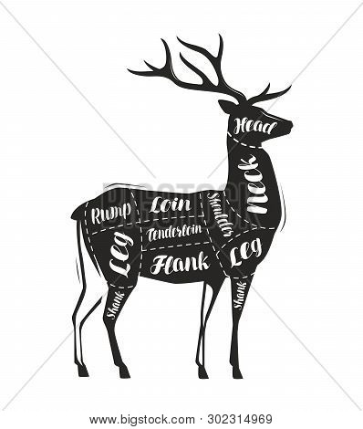 Deer Meat Cutting. Menu For Restaurant Or Butcher Shop. Vector