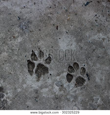 Two Footprint Of A Dog On Cement Concrete Floor Background. Abstract Animal Track Texture. Paw Print