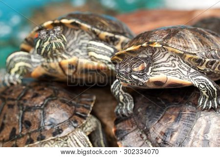 Beautiful Striped Turtles, A Symbol Of Wisdom And Longevity