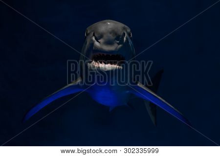 Angry bloody shark with sharp teeth from darkness (Carcharodon carcharias)
