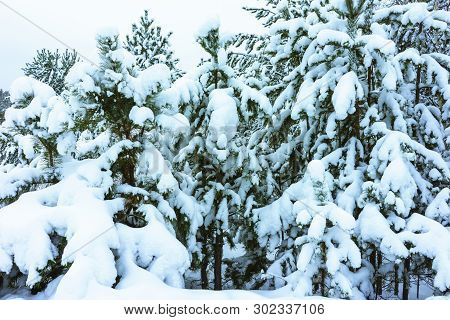 Winter Forest In Snow
