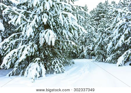 Winter Forest In Snow