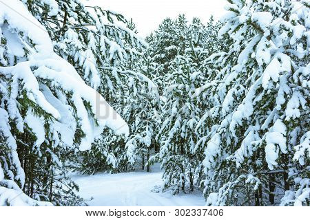 Winter Forest In Snow