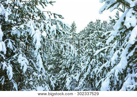 Winter Forest In Snow