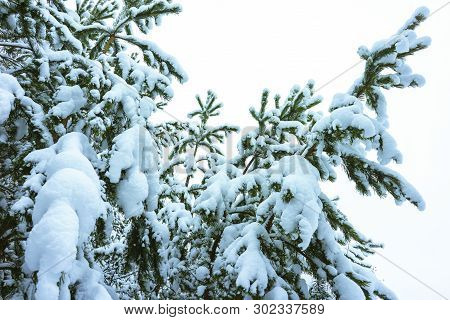 Winter Forest In Snow