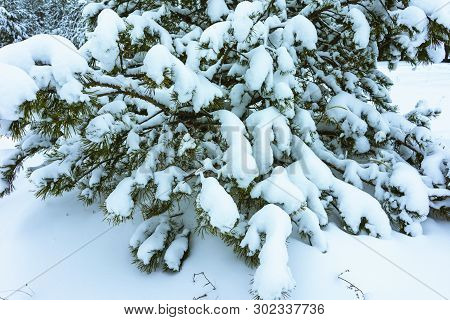 Winter Forest In Snow
