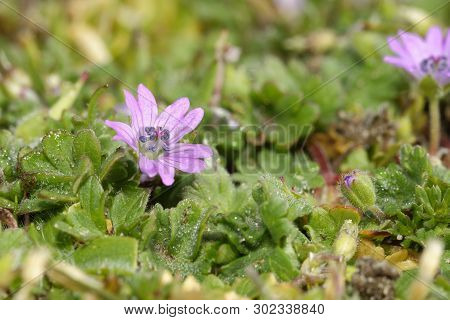 Doves Foot Cranesbill - Geranium Molle 
Pink Flowers, Braunton Burrows Dunes