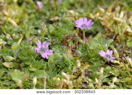 Doves Foot Cranesbill - Geranium Molle 
Pink Flowers, Braunton Burrows Dunes