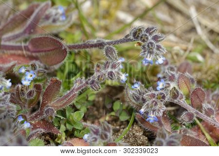 Early Forget-me-not - Myosotis Ramosissima 
Braunton Burrows Sand Dunes