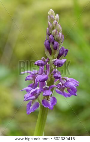 Early Purple Orchid - Orchis Mascula 
Closup Of Flower Spike