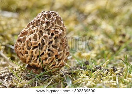 Edible Morel Fungus - Morchella Esculenta 
Braunton Burrows, Devon