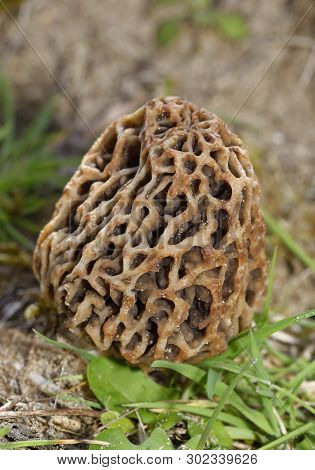 Edible Morel Fungus - Morchella Esculenta 
Braunton Burrows, Devon