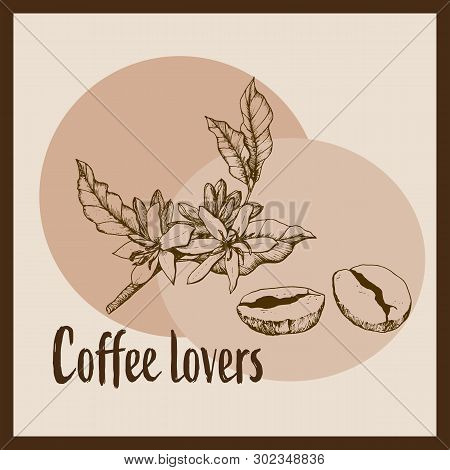 Hand Drawn Illustration Of Coffee Flowers And Roasted Coffee. Coffe Lovers.