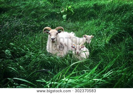 Sheeps family on green grass meadow in Iceland, Europe